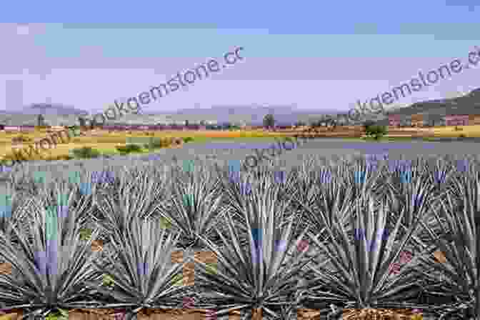 A Field Of Blue Agave Plants In Mexico A Tour Through The Agave Landscape