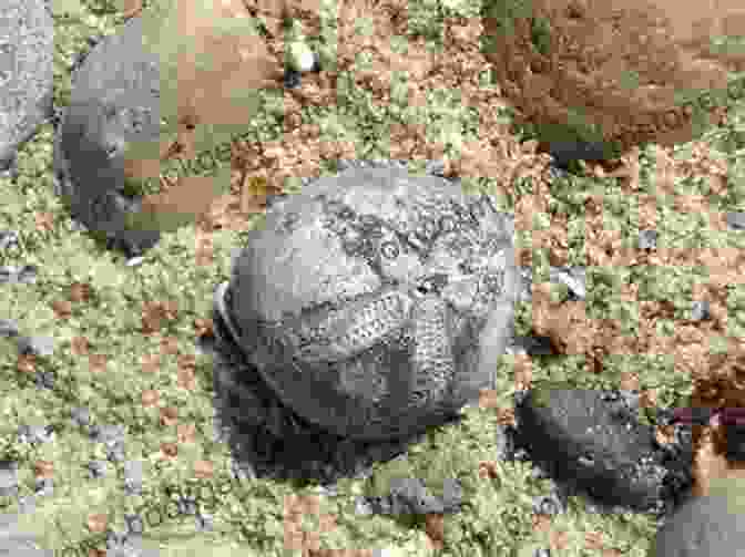 A Fossilized Sea Urchin Found In Antarctica, Indicating The Presence Of Marine Life Millions Of Years Ago Antarctica: A History In 100 Objects