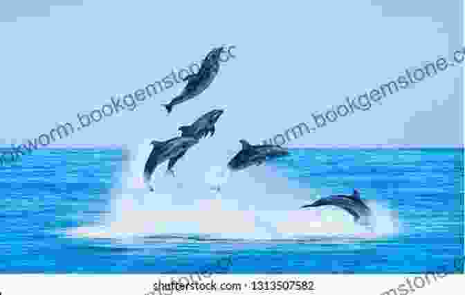 A Group Of Dolphins Leaps From The Water, Their Bodies Silhouetted Against The Sun. Reflection Vol 3 ~The Sea Where The Heavens And The Earth Connect~ (Photo Book 28)