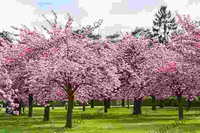 A Japanese Flowering Cherry Tree, A Beloved Symbol Of Vancouver's Spring Beauty Vancouver Tree Book: A Living City Field Guide