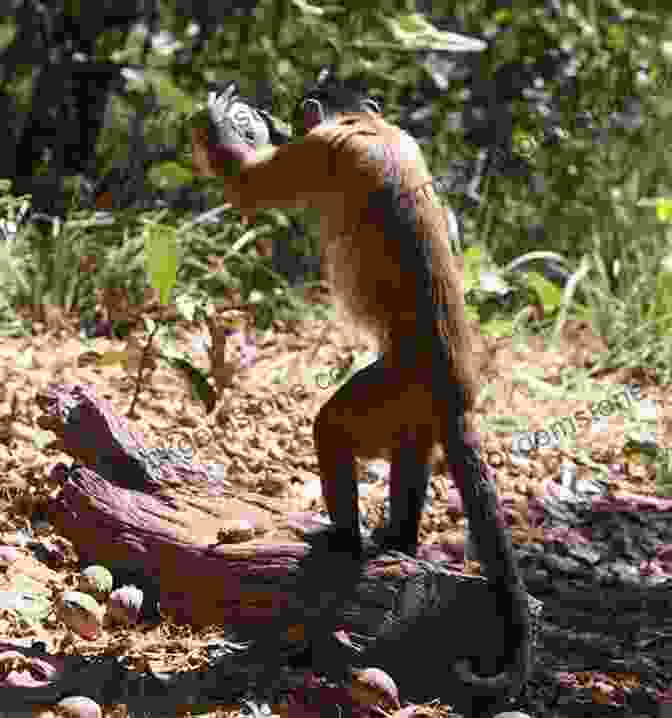 A Monkey Using A Tool To Crack A Nut Everything You Know About Animals Is Wrong (Everything You Know About )