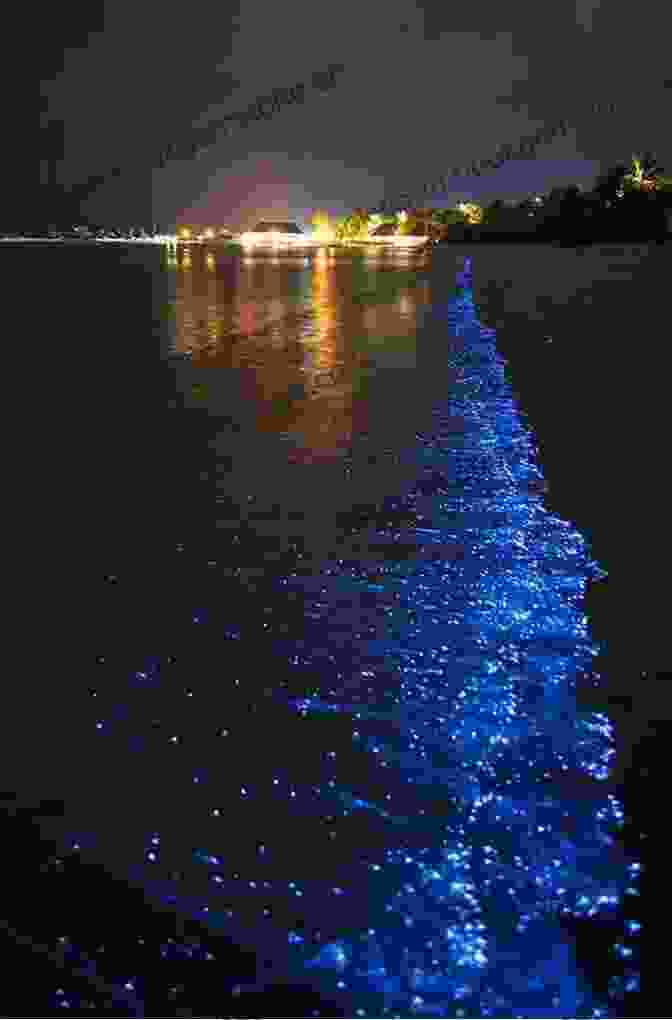 Bioluminescent Bay With Vibrant Blue Glow Florida Authentica: Your Field Guide To The Unique Eccentric And Natural Marvels Of The Real Sunshine State