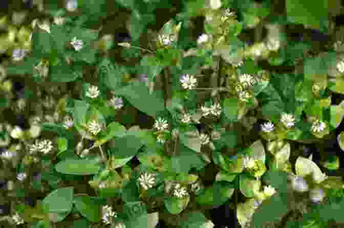 Chickweed Plant With Small White Flowers Midwest Medicinal Plants: Identify Harvest And Use 109 Wild Herbs For Health And Wellness