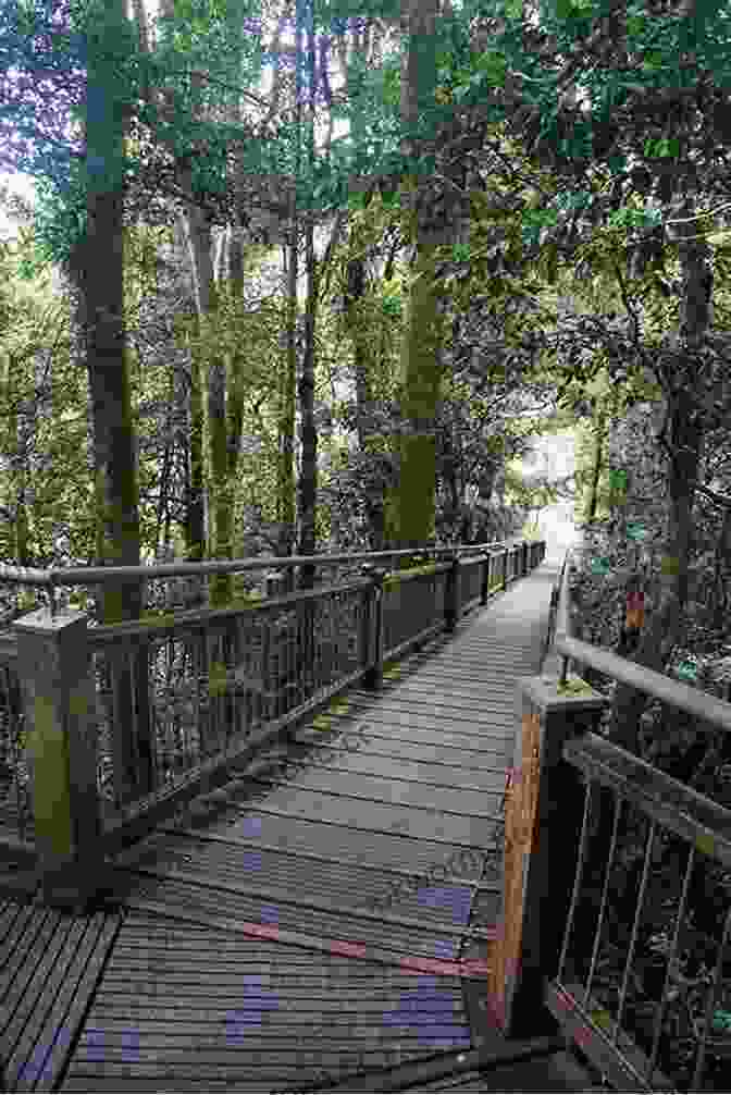 Dorrigo Rainforest Walk Walks Tracks And Trails Of New South Wales