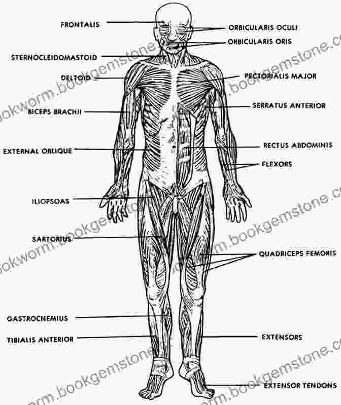 Drawing Of The Human Muscular System Anatomy And Drawing (Dover Art Instruction)