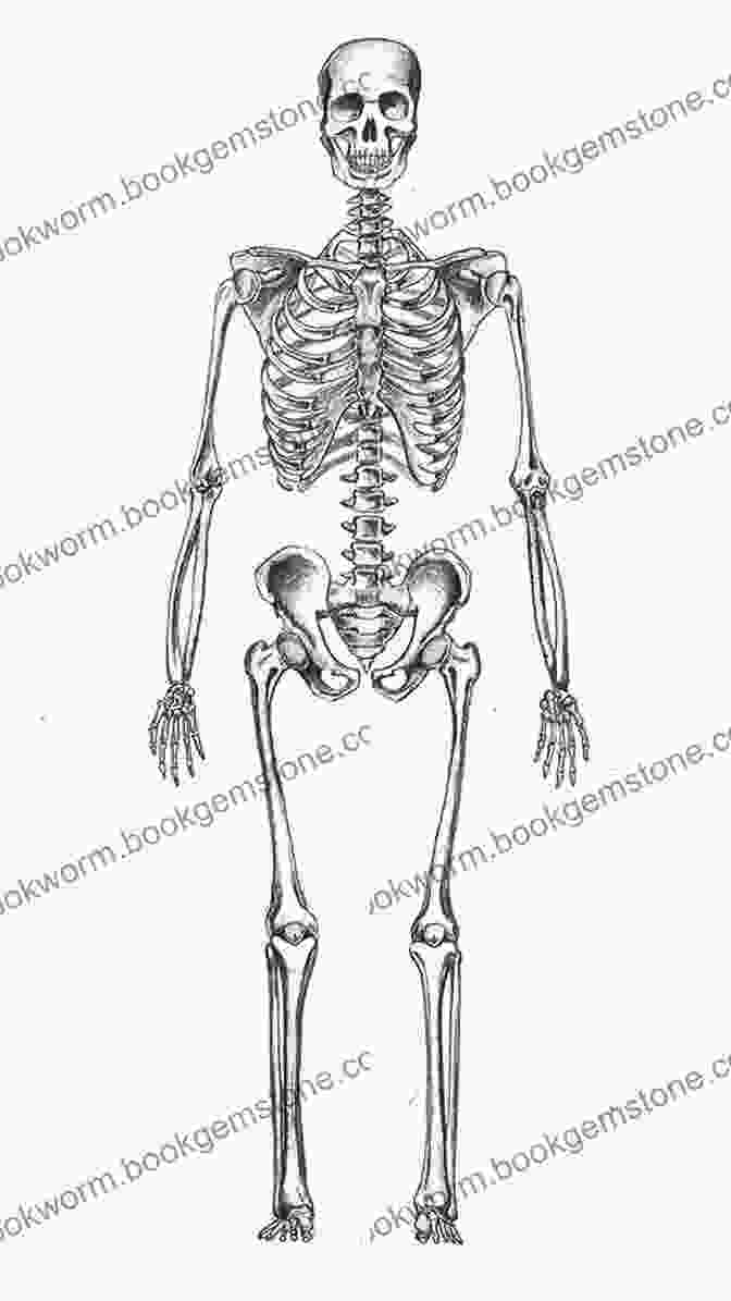 Drawing Of The Human Skeletal Structure Anatomy And Drawing (Dover Art Instruction)