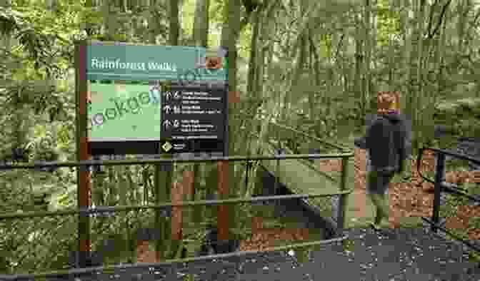 Minnamurra Rainforest Walk Walks Tracks And Trails Of New South Wales