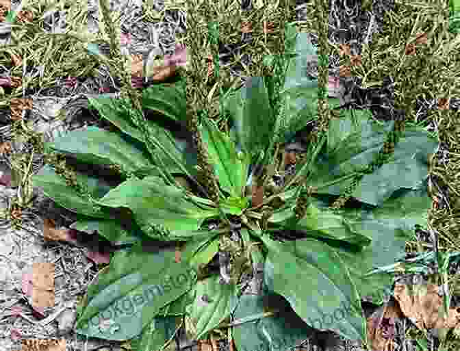 Plantain Plant With Broad Leaves Midwest Medicinal Plants: Identify Harvest And Use 109 Wild Herbs For Health And Wellness