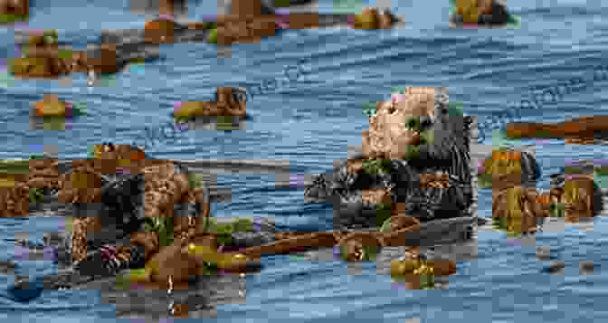 Sea Otters Playing In The Kelp Forests Of Monterey Bay Pacific Coasting: A Guide To The Ultimate Road Trip From Southern California To The Pacific Northwest