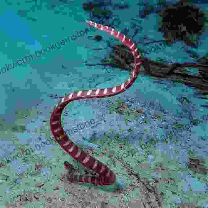 Slender, Banded Sea Snake With Paddle Like Tail Sea Snakes And Cannibals: Travels To Islands In Fiji The Sea Of Cortez Greece And Elsewhere