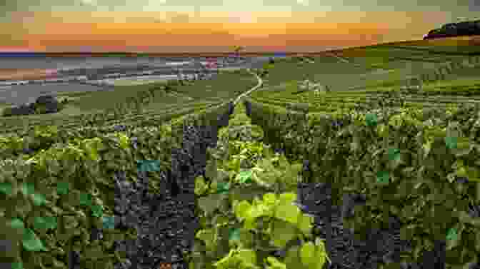 Vineyards In The Champagne Region The Widow Clicquot: The Story Of A Champagne Empire And The Woman Who Ruled It (P S )