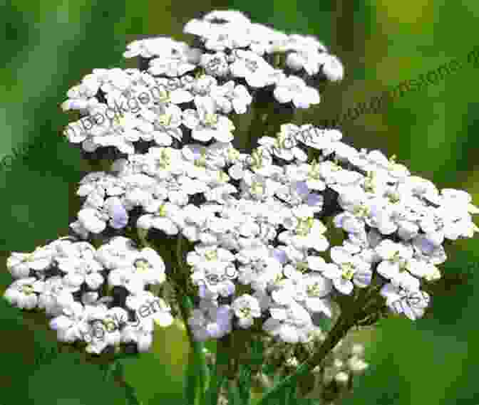 Yarrow Plant With White Flowers Midwest Medicinal Plants: Identify Harvest And Use 109 Wild Herbs For Health And Wellness